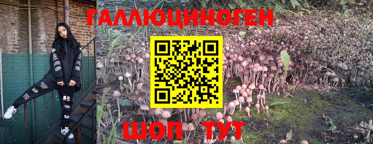 Псилоцибиновые грибы Psilocybine cubensis Урюпинск